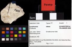 Foto (Objket + Etiketten) von Lecythocaris obesa (Schweitzer & Feldmann, 2009) 